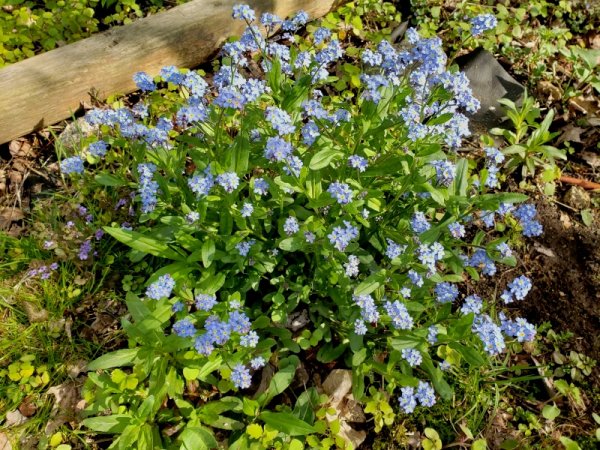 Mystery Blue flowers.jpg