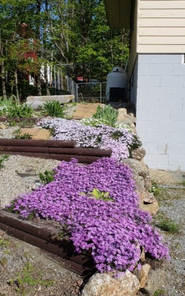 phlox by driveway.jpg