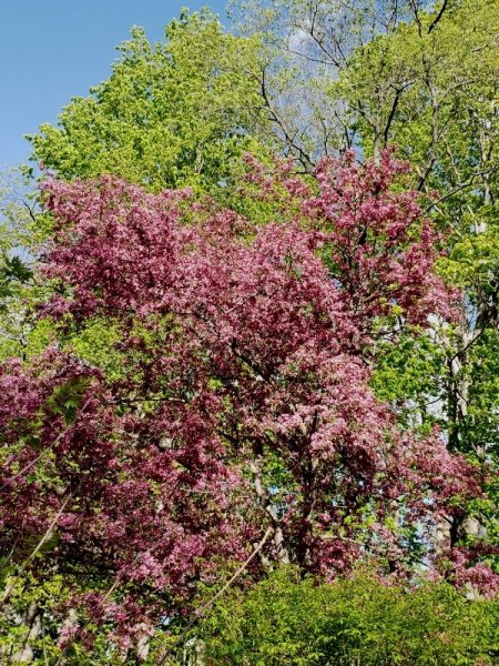 crabapple 5-16-21.jpg