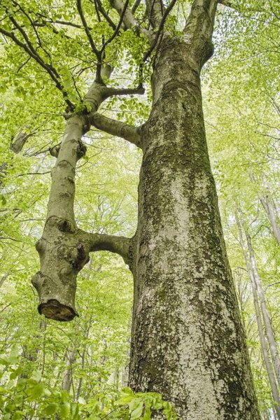 TwoTree.jpg