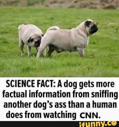 DogCnn.jpg