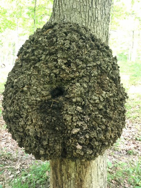 Burl 2.JPG