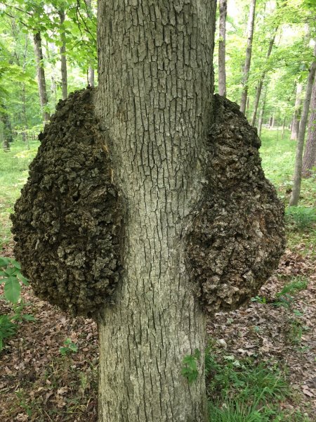 Burl 1.JPG