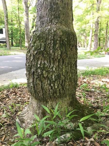Tree.JPG