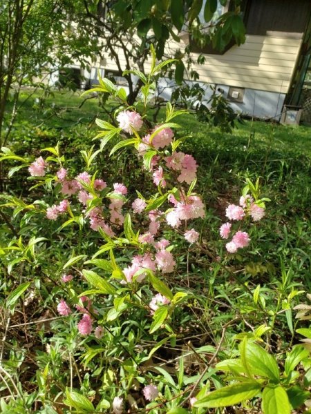 Almond-flowering.jpg