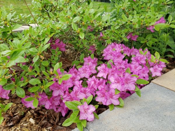 Azalea behind mailbox.jpg