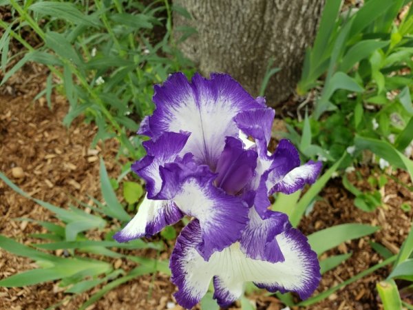 Iris - crown jewel.jpg