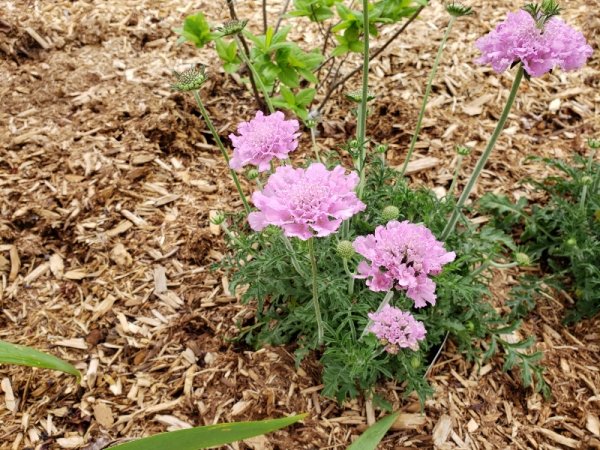 Pincushion flower.jpg