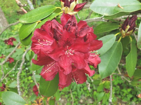 Rhodie-red  individual flower.jpg