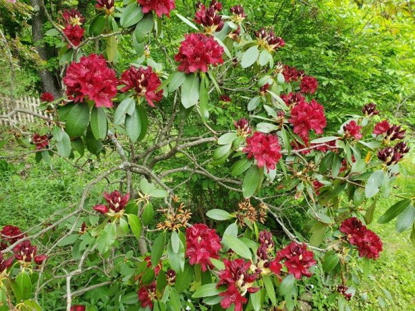 Rhodie-red 2.jpg