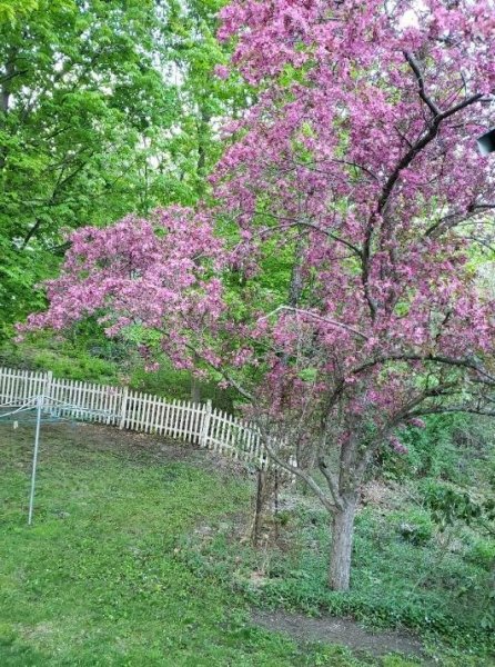 crabapple - last of season.jpg