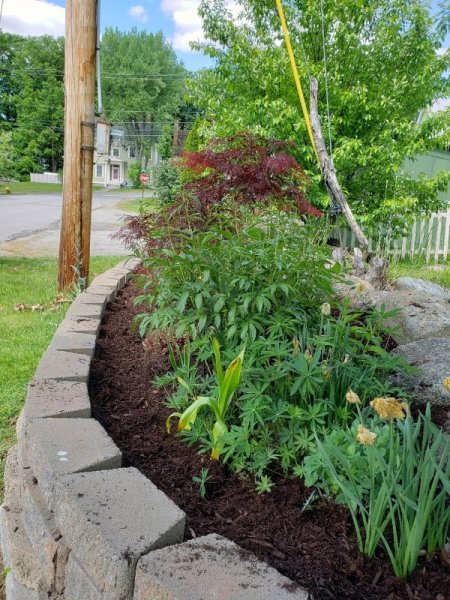 new mulch roadside long right.jpg