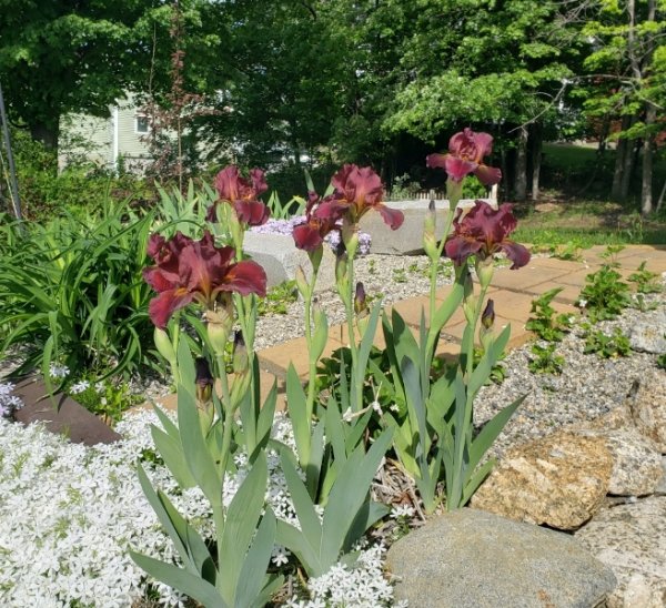 iris by driveway- maybe rootbeer.jpg