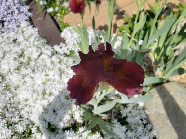 Iris single by driveway.jpg