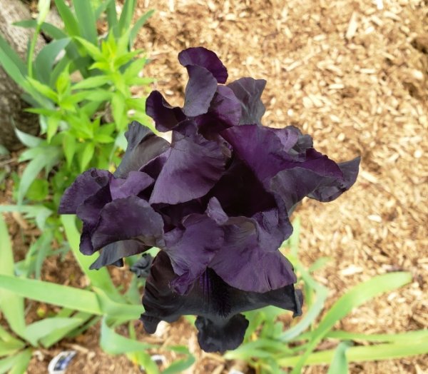 Iris - black is black.jpg