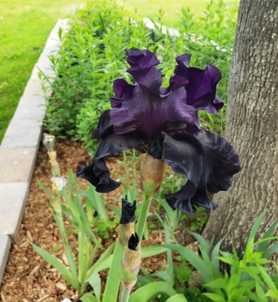 Iris - black is black2.jpg