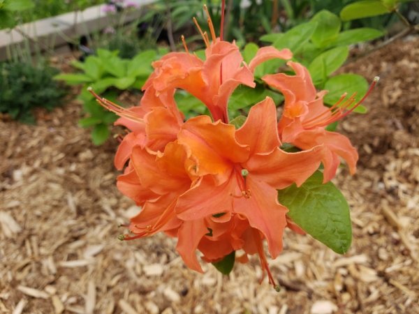 Azalea - Mandarin Lights - close.jpg