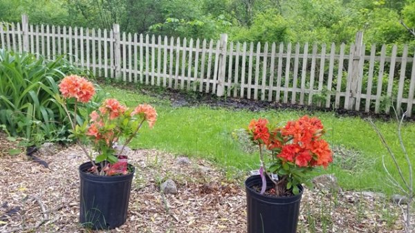 Manderin Lights and Gibralter Azaleas.jpg