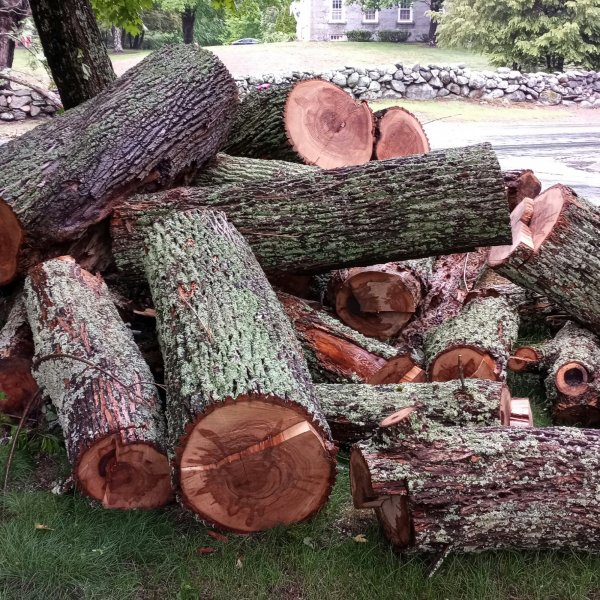 Red Maple Firewood Hoarders Club 