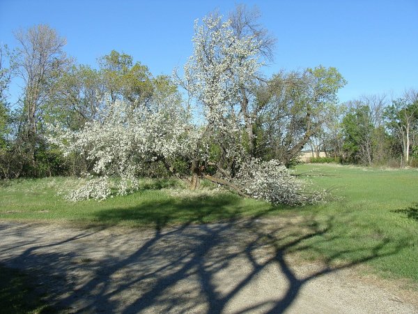 Ice storm Apple.jpg