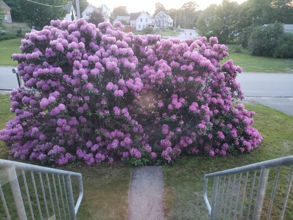 rhodies from porch.jpg