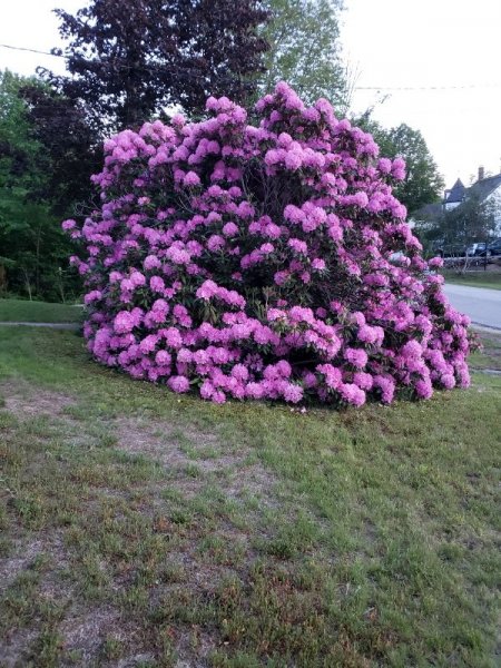 rhodies from driveway.jpg