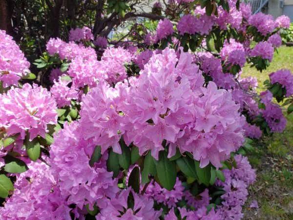 rhodie flower.jpg