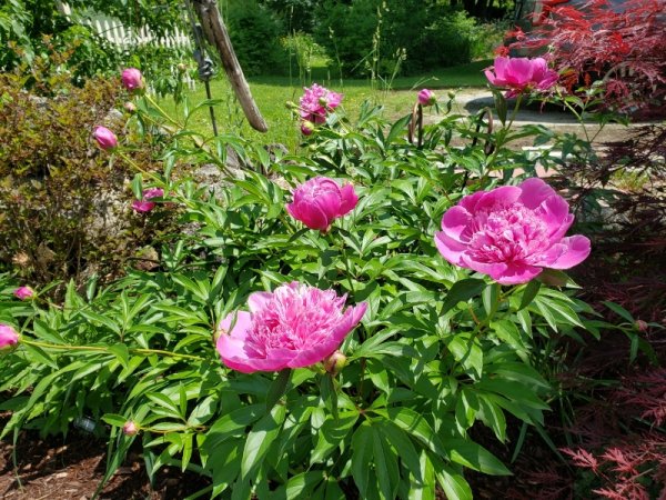 peony-felixe.jpg