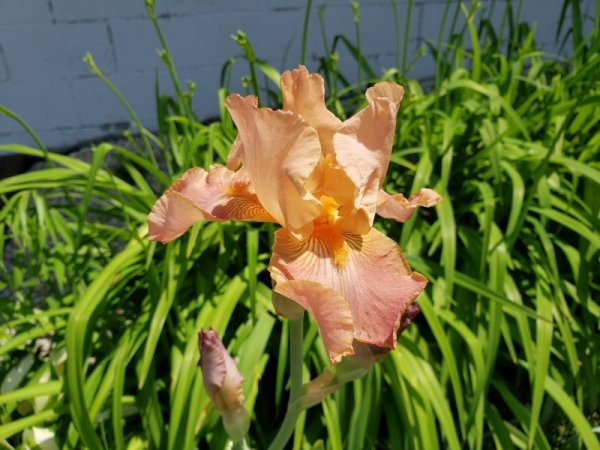 Iris - peach.jpg