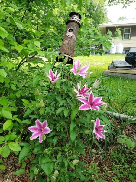 Clematis 2.jpg