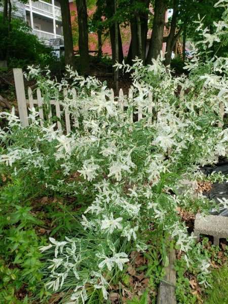 Variegated willow.jpg