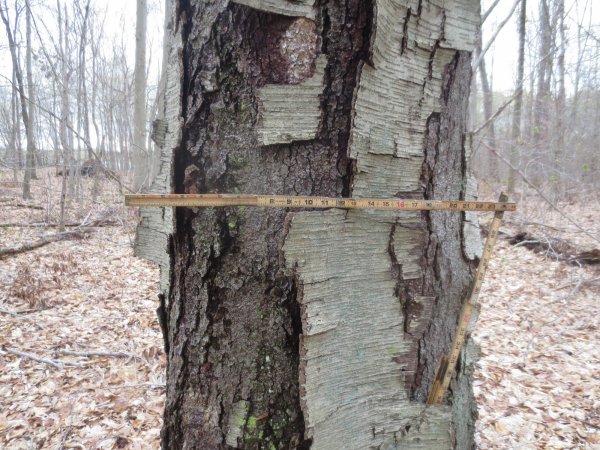 Easy splitting VS stringy black birch. | Firewood Hoarders Club