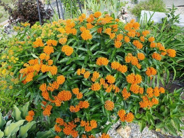 Butterfly weed front.jpg