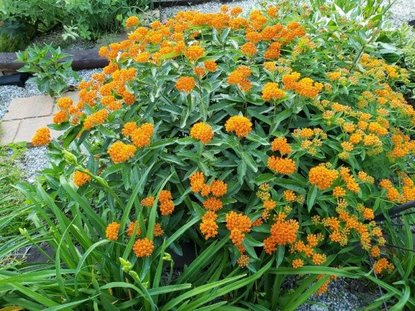 Butterfly weed  back.jpg