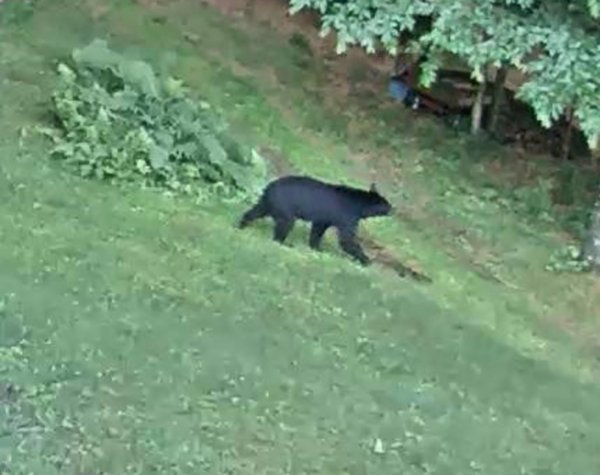 bear3.JPG