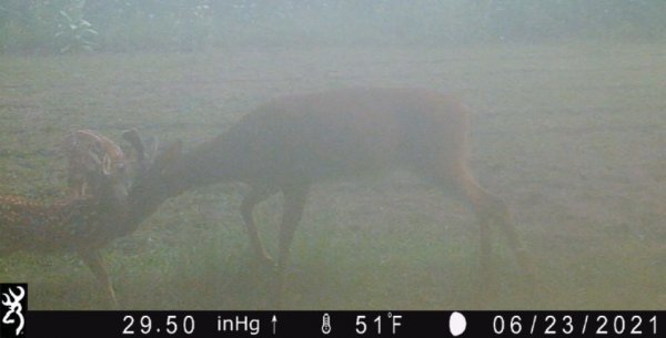 6-23 buck-fawns.JPG