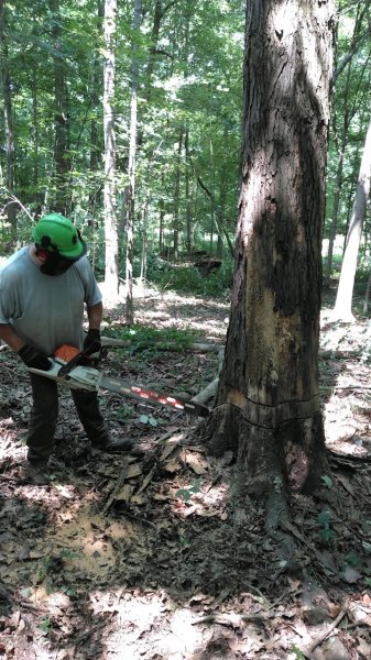 1st ready for back cut.JPG