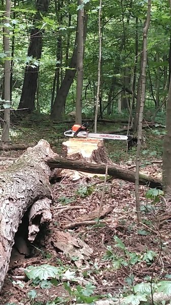1st 28 inch stump.JPG