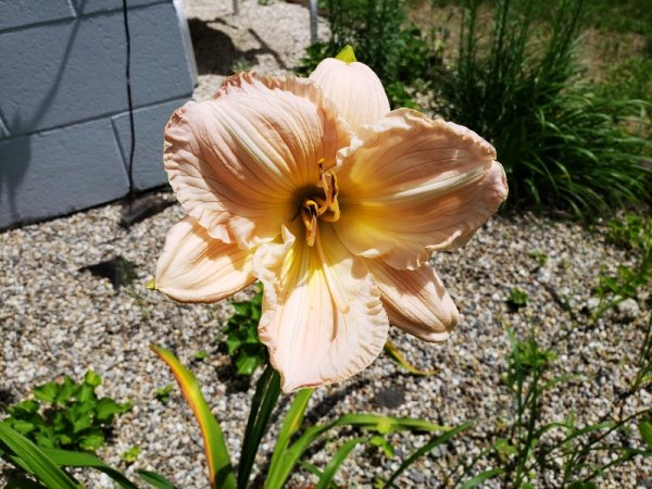 Midwinter day lily.jpg