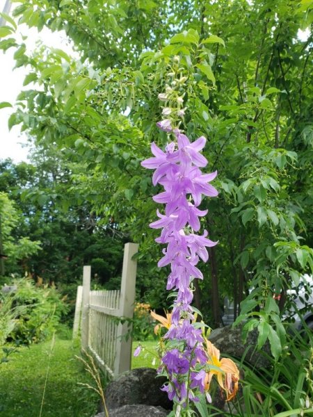 Mystery flower - balloon maybe.jpg