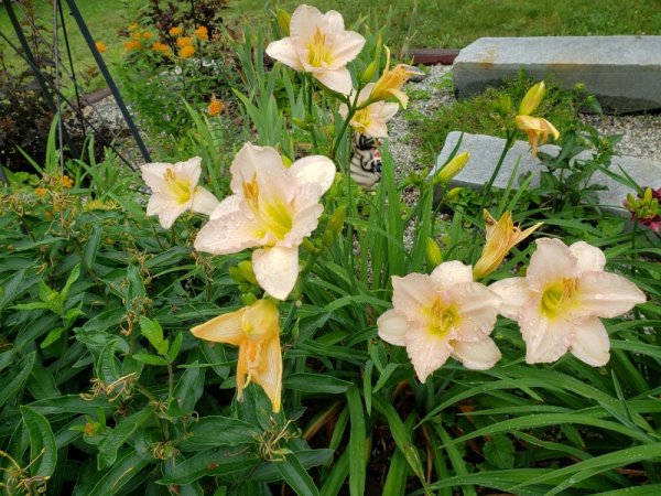 Pastel Day lily.jpg