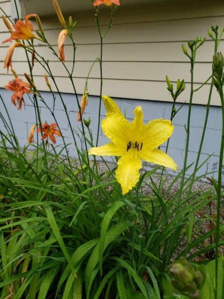 Day Lily - yellow by stairs.jpg