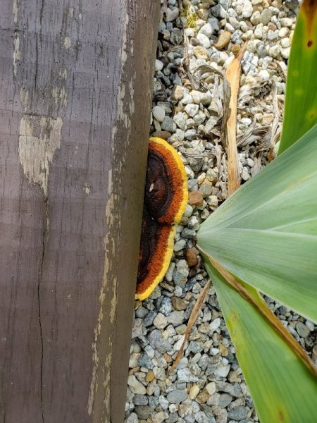 funky fungus.jpg