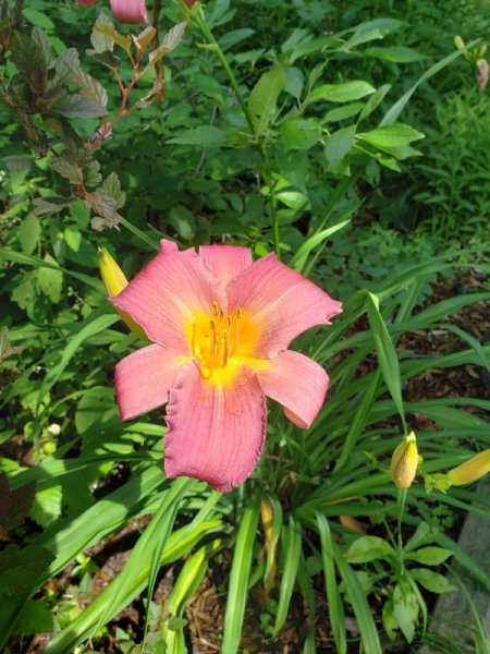 Lily - pink with yellow center.jpg