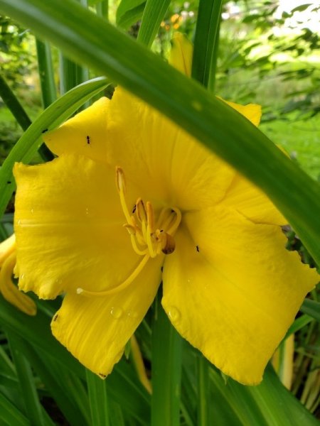 lily - yellow at shade garden.jpg