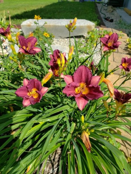 Lily Purple D Oro.jpg