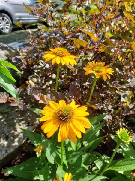 Echinacea Sombrero Granada Gold.jpg