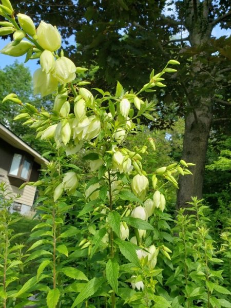 Yucca - lower plant.jpg