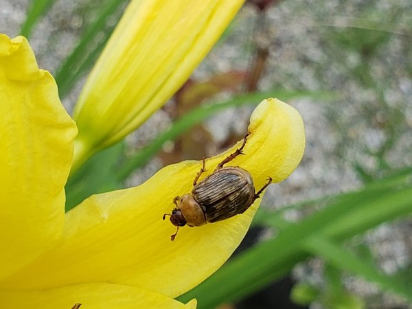 Beetle on lily - not japenese.jpg