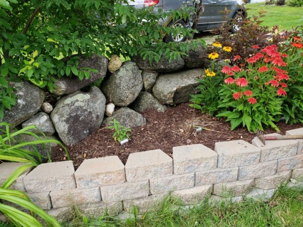 Butterfly Bush dying on left.jpg